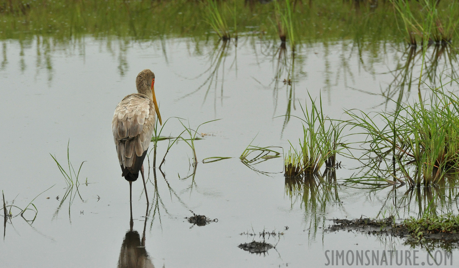 Mycteria ibis [550 mm, 1/800 sec at f / 9.0, ISO 2500]